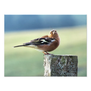 FOTO CHAFFINCH