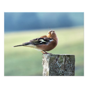 FOTO CHAFFINCH