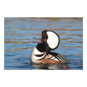 Foto Chamada de Merganser Hooded