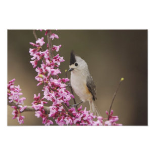 Foto Chapim-de-crista-preta, Baeolophus