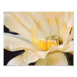 Foto Charlemagne Echinopsis na floração