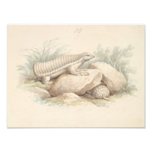 Foto Charles Hamilton Smith - Fada Rosa Armadillo
