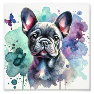 Foto Charmoso Bulldog Francês