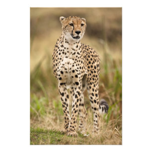 Foto Cheetah, Acinonyx jubatus, no Masai Mara