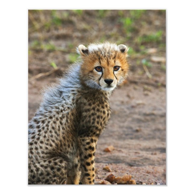 Foto Cheetah Cub Acinonyx Jubatus) (Frente)