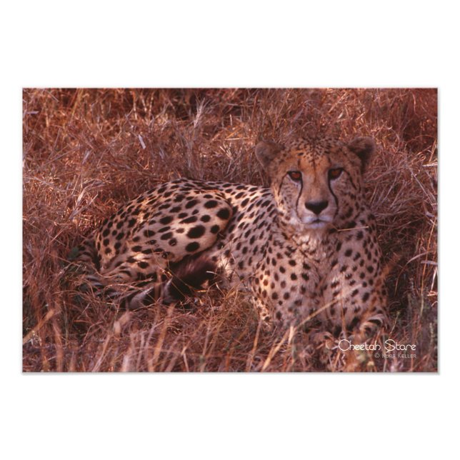 Foto Cheetah Stare (Frente)