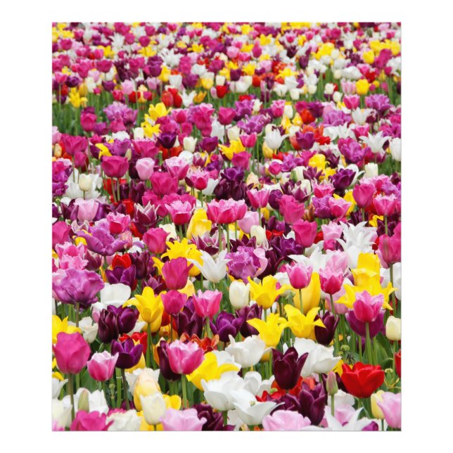 Foto cheio de tulipas (Frente)