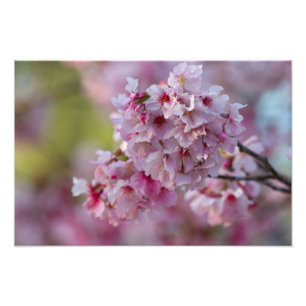 Foto Cherry Blooms em março