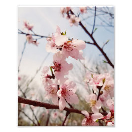 Foto Cherry Blossom