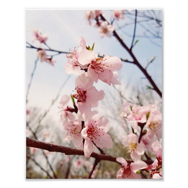 Foto Cherry Blossom (Frente)