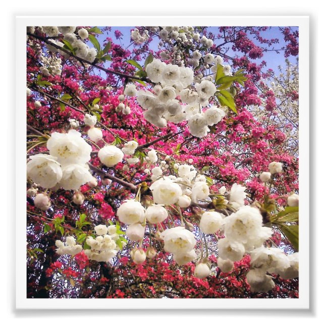 Foto Cherry Blossom (Frente)