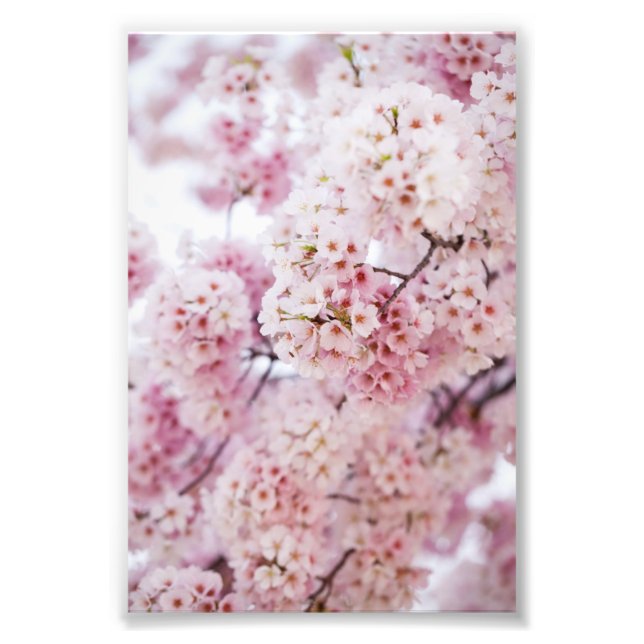 Foto Cherry Blossoms (Frente)