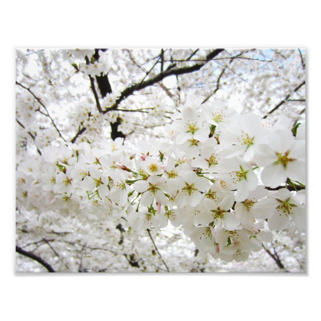 Foto Cherry Blossoms 12 Impressão (Frente)
