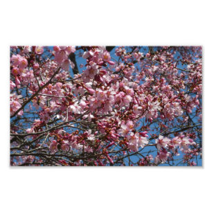 Foto Cherry Blossoms e Blue Sky Primavera Floral