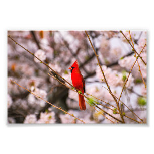 Foto Cherry Tree Bird