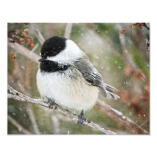 Foto Chickadee em uma tempestade de neve