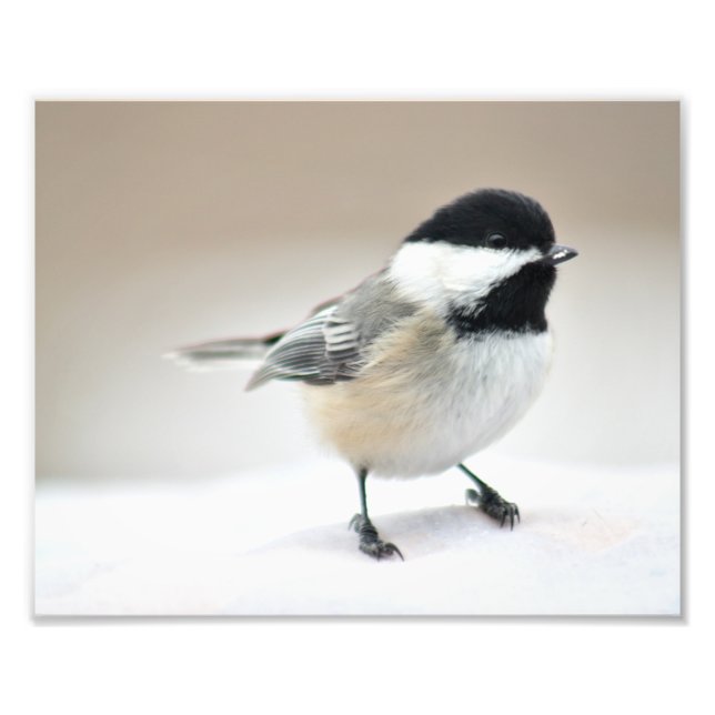 Foto Chickadee feche (Frente)