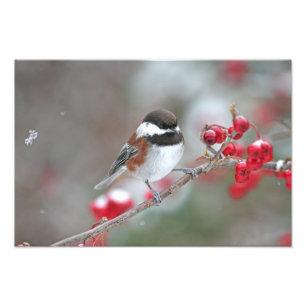 Foto Chickadee na neve de queda com bagas vermelhas