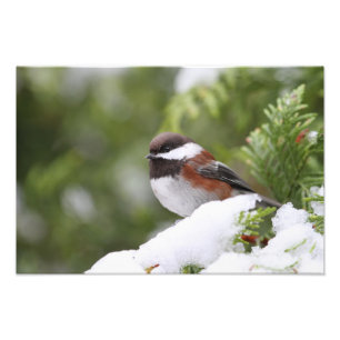 Foto Chickadee na neve em uma árvore de cedro