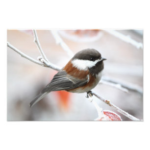 Foto Chickadee no inverno