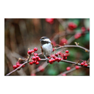 Foto Chickadee no ramo com bagas vermelhas