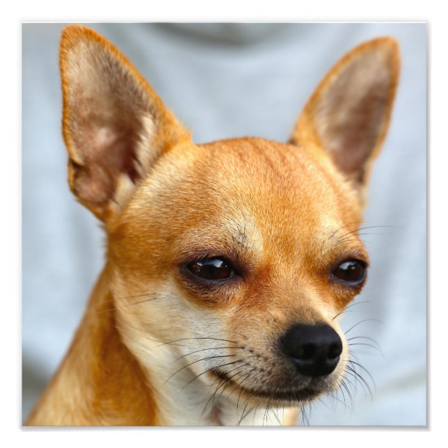 Foto Chihuahua Baby (Frente)