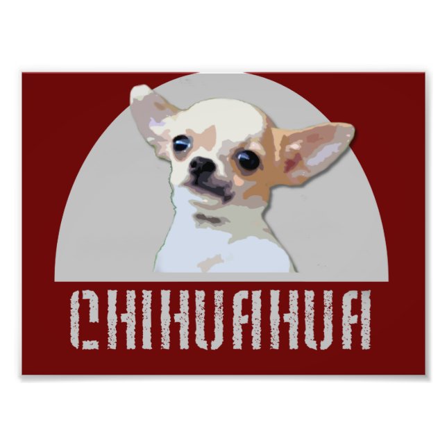 Foto Chihuahua Dog (Frente)
