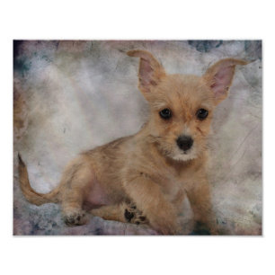 Foto Chihuahua/filhote de cachorro de Yorkie