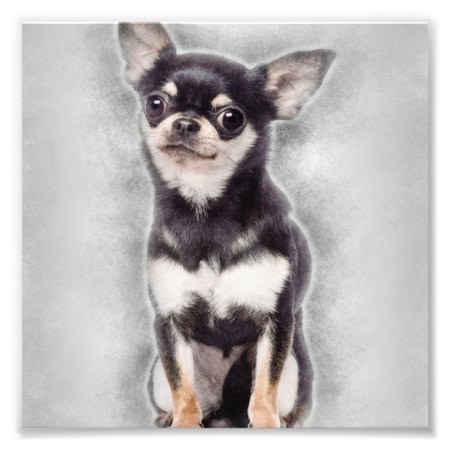 Foto Chihuahua Puppy Sentado | Decoração animal (Frente)