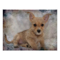 Chihuahua/Yorkie Puppy
