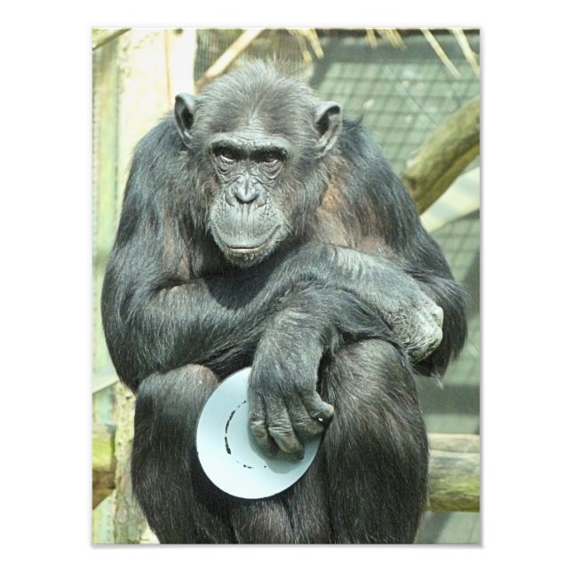 FOTO CHIMPANZÉ (Frente)