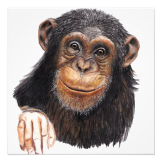 Foto Chimpanzé Encantador