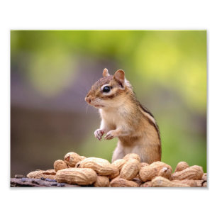 Foto Chipmunk 10x8 com amendoins