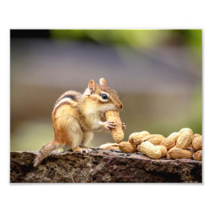 Foto Chipmunk 10x8 comendo um amendoim
