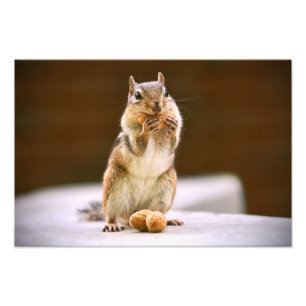 Foto Chipmunk bonito que come um amendoim