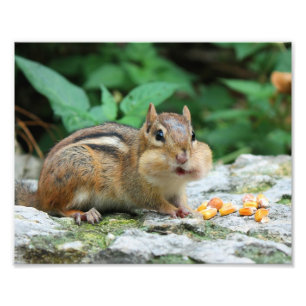 Foto Chipmunk com Cheeks Enchidos