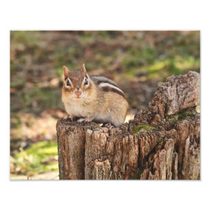 Foto Chipmunk gordo e macio adorável