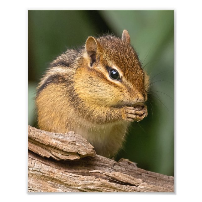 Foto Chipmunk Prayerful (Frente)
