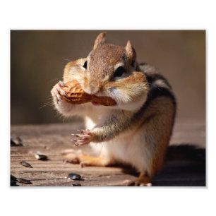 Foto Chipmunk que enche sua cara