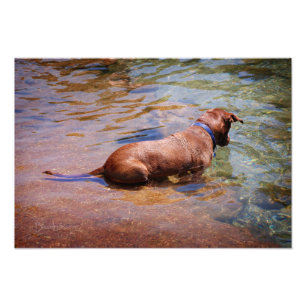 Foto Chocolate Lab Mistura Cachorro Nadação 10