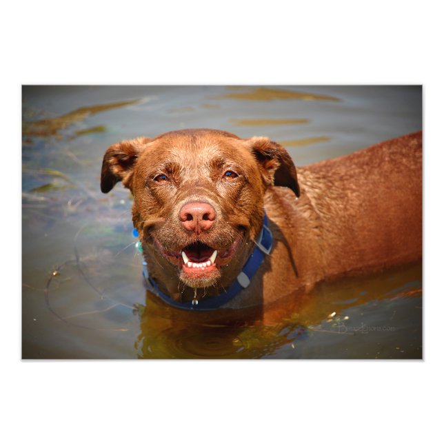 Foto Chocolate Lab Misturar Cachorro Sorrindo (Frente)