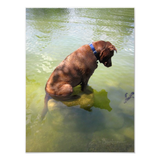Foto Chocolate Lab Pop Mix Dog Pesca 3 (Frente)