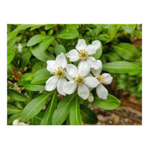 Foto Choisya Ternata