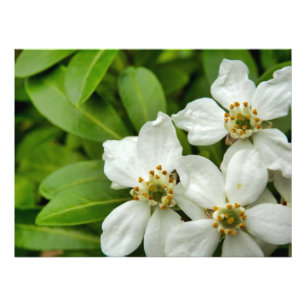 Foto Choisya Ternata