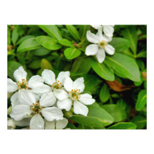 Foto Choisya Ternata