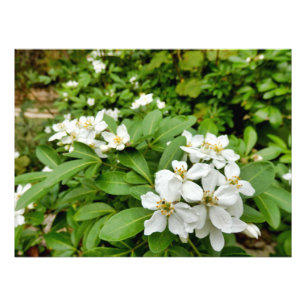 Foto Choisya Ternata