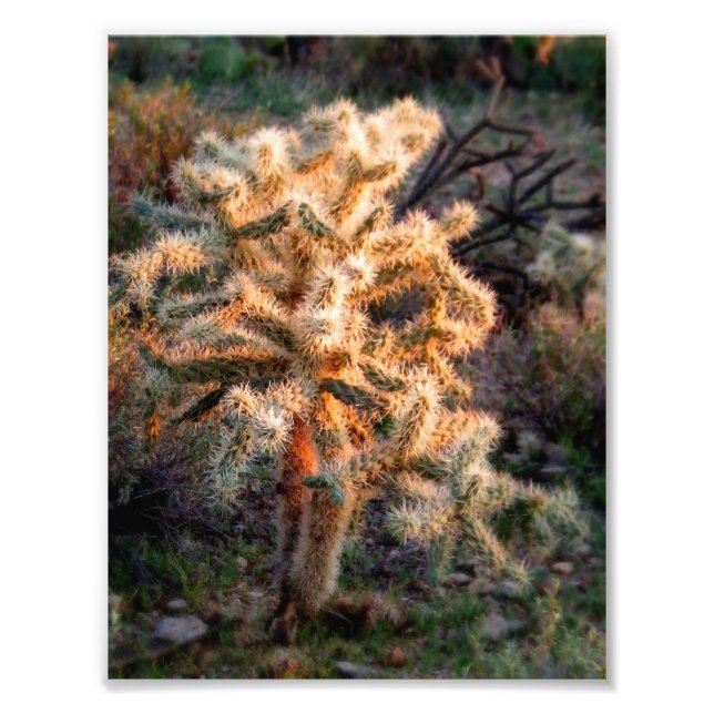 Foto Cholla brilhante (Frente)