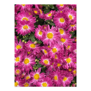 Foto Chrysanthemums Blooming no outono