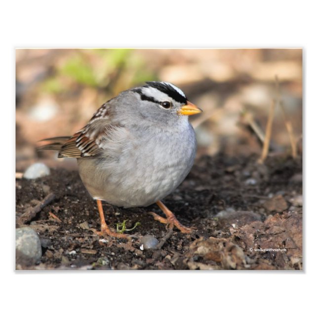 Foto Chubby White-Crowned Sparrow no Sol de inverno (Frente)