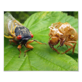 Foto cicada and shell